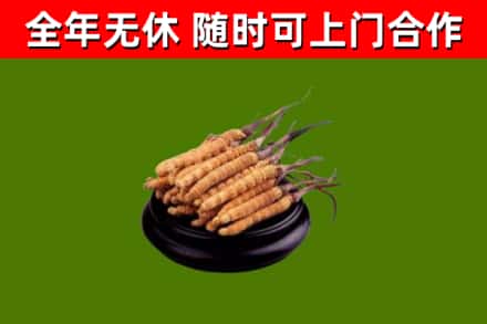 古蔺回收冬虫夏草
