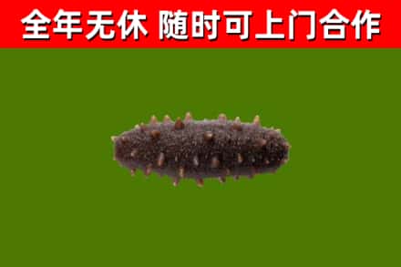 古蔺回收海参干